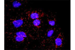 Proximity Ligation Analysis of protein-protein interactions between CDC20 and BUB1B. (BUB1B antibody  (AA 1-130))