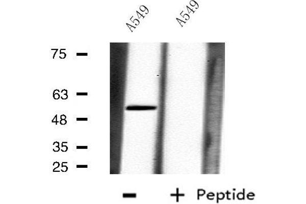 CPM antibody  (Internal Region)