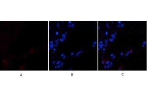 Immunofluorescence analysis of human lung tissue. (Cadherin 5 antibody  (Internal Region))