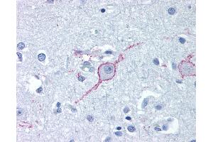Anti-GALR3 antibody IHC of human brain, cortex. (GALR3 antibody  (Extracellular Domain))