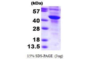 SDS-PAGE (SDS) image for Sulfotransferase Family, Cytosolic, 2B, Member 1 (SULT2B1) (AA 1-365) protein (His tag) (ABIN666965) (SULT2B1 Protein (AA 1-365) (His tag))