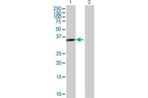 Western Blot analysis of PARVG expression in transfected 293T cell line by PARVG MaxPab polyclonal antibody.