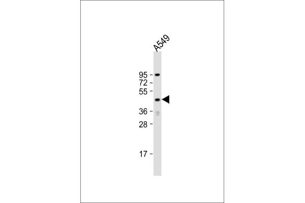 STRADA antibody  (N-Term)