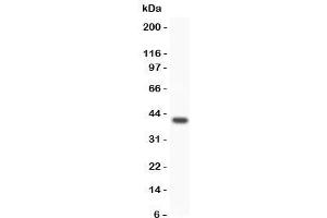Western Blotting (WB) image for anti-Wingless-Type MMTV Integration Site Family, Member 3A (WNT3A) (C-Term) antibody (ABIN3029630)