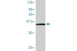 Western Blot detection against Immunogen (41. (ISCU antibody  (AA 26-167))