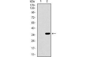 Western blot analysis using ALPI mAb against HEK293 (1) and ALPI (AA: 397-458)-hIgGFc transfected HEK293 (2) cell lysate. (Intestinal Alkaline Phosphatase antibody  (AA 397-458))