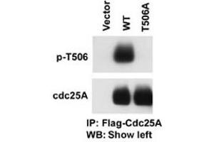 The CDC25A (phospho T506) polyclonal antibody  is used in Western blot to detect Phospho-CDC25A-T506 in cells transfected with wild type or mutant T506A of CDC25A.