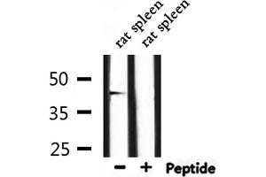 Western blot analysis of extracts from rat spleen, using GATA6 Antibody. (GATA6 antibody  (Internal Region))