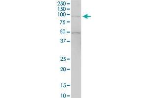 RASAL1 MaxPab polyclonal antibody. (RASAL1 antibody  (AA 1-776))