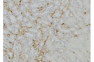 ABIN6274020 at 1/100 staining Mouse kidney tissue by IHC-P. (KDELR1 antibody  (Internal Region))