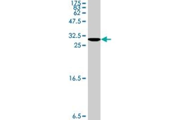 CLCA2 antibody  (AA 300-400)