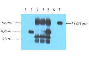 Immunoprecipitation (IP) analysis: 5ug V5 Mouse IgG1 per ml Lysate, WB 1:5000. (V5 Epitope Tag antibody)