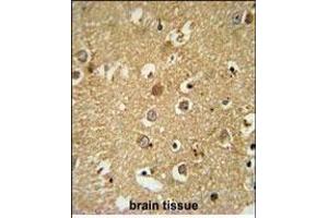 RAB11FIP2 Antibody (Center) (ABIN651666 and ABIN2840350) immunohistochemistry analysis in formalin fixed and paraffin embedded human brain tissue followed by peroxidase conjugation of the secondary antibody and DAB staining. (RAB11FIP2 antibody  (AA 345-374))