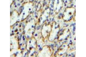 Used in DAB staining on fromalin fixed paraffin-embedded Spleen tissue (CD235a/GYPA antibody  (AA 1-108))