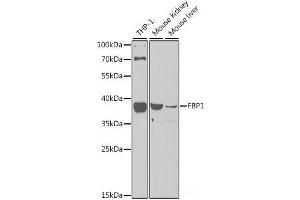 Western blot analysis of extracts of various cell lines using FBP1 Polyclonal Antibody at dilution of 1:1000. (FBP1 antibody)