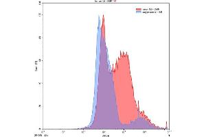 Detection of IL5 in 293F line transfected with target gene using Polyclonal Antibody to Interleukin 5 (IL5) (IL-5 antibody  (AA 20-134))