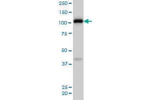 EPHA4 monoclonal antibody (M02), clone 6H7 Western Blot analysis of EPHA4 expression in NIH/3T3 . (EPH Receptor A4 antibody  (AA 887-986))