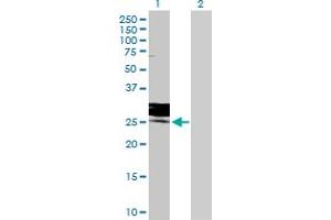 Western Blot analysis of FOLR3 expression in transfected 293T cell line by FOLR3 MaxPab polyclonal antibody.