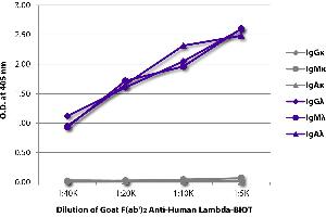 ELISA plate was coated with purified human IgGκ, IgMκ, IgAκ, IgGλ, IgMλ, and IgAλ. (Goat anti-Human lambda (Chain lambda) Antibody (Biotin))