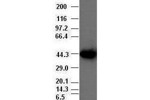CK19 antibody (5D1) at 1:20000 with HepG2 cell lysate (Cytokeratin 19 antibody  (AA 240-390))