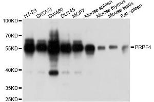 Western blot analysis of extracts of various cell lines, using PRPF4 antibody.