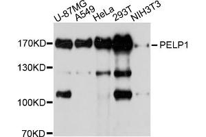 Western blot analysis of extracts of various cell lines, using PELP1 antibody. (PELP1 antibody)