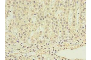 Immunohistochemistry of paraffin-embedded human adrenal gland tissue using ABIN7168408 at dilution of 1:100 (RALYL antibody  (AA 1-291))