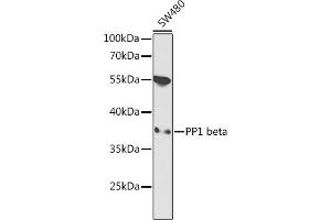 Western blot analysis of extracts of SW480 cells, using PP1 beta antibody  at 1:1000 dilution. (PPP1CB antibody  (AA 1-327))