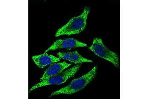 Immunofluorescence analysis of HepG2 cells using DCTN4 mouse mAb (green). (Dynactin 4 antibody  (AA 57-298))