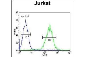RPR1B Antibody (C-term) (ABIN653874 and ABIN2843125) flow cytometric analysis of Jurkat cells (right histogram) compared to a negative control cell (left histogram). (RPRD1B antibody  (C-Term))