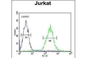 RPR1B Antibody (C-term) (ABIN653874 and ABIN2843125) flow cytometric analysis of Jurkat cells (right histogram) compared to a negative control cell (left histogram).