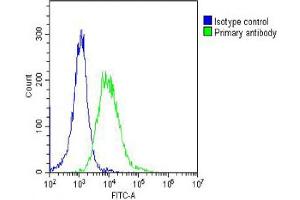 Overlay histogram showing Hela cells stained with (ABIN6242390 and ABIN6578681) (green line). (HSPD1 antibody  (AA 396-430))