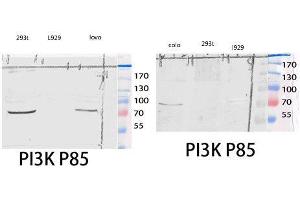 Western Blot (WB) analysis of 293T COLO205 lysis using PI 3-kinase p85alpha/gamma antibody. (PI3K p85 alpha/gamma antibody  (Ser106))