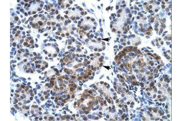 SUPT5H antibody  (AA 892-941)