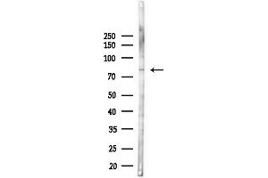 anti-Ubiquitin Specific Peptidase 45 (USP45) (Internal Region) antibody