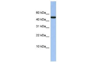 WB Suggested Anti-ABAT Antibody Titration: 0. (ABAT antibody  (Middle Region))