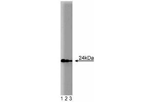 Western blot analysis of Rab11 on MDCK lysate. (RAB11A antibody  (AA 86-207))