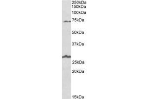 Staining of Human Olfactory bulb lysate using SLC6A12 Antibody at 1 µg/ml (35µg protein in RIPA buffer). (SLC6A12 antibody  (C-Term))