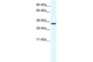 WB Suggested Anti-ANXA2 Antibody Titration:  1.