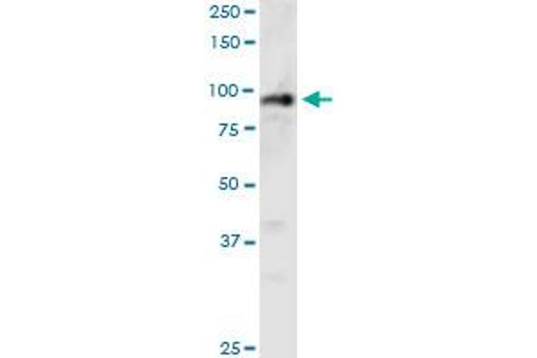 PHC1 antibody  (AA 751-851)
