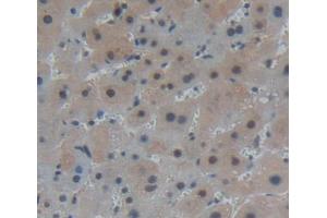 IHC-P analysis of liver tissue, with DAB staining. (PANK1 antibody  (AA 298-500))
