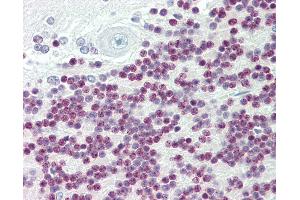 Anti-TBX15 antibody IHC staining of human brain, cerebellum. (T-Box 15 antibody  (AA 412-461))