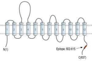 anti-Solute Carrier Family 6 (Neurotransmitter Transporter, L-Proline), Member 7 (SLC6A7) (AA 602-615), (C-Term), (Intracellular) antibody