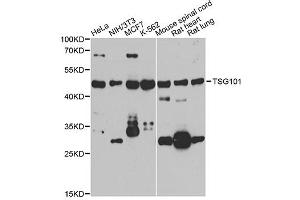 Western blot analysis of extracts of various cell lines, using TSG101 antibody (ABIN5971242) at 1/1000 dilution. (TSG101 antibody)