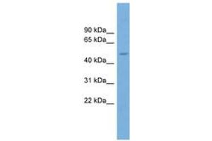 Image no. 1 for anti-Tripartite Motif Containing 49 (TRIM49) (AA 287-336) antibody (ABIN6745231) (TRIM49 antibody  (AA 287-336))