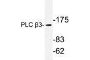Western blot analysis of PLC β3 antibody in extracts from HeLa cells. (PLCB3 antibody)