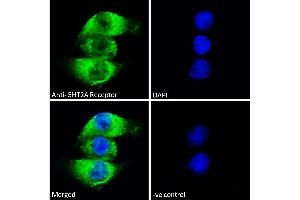 ABIN1049520 Immunofluorescence analysis of paraformaldehyde fixed A549 cells, permeabilized with 0. (HTR2A antibody  (AA 296-309))