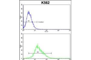 Flow cytometric analysis of k562 cells (bottom histogram) compared to a negative control cell (top histogram). (FLCN antibody  (C-Term))