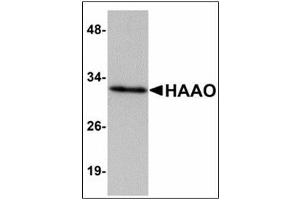 Western blot analysis of HAAO in Mouse liver tissue lysate with HAAO antibody at 1 µg/ml.