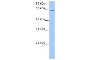 C2ORF42 antibody used at 1 ug/ml to detect target protein. (C2orf42 antibody  (C-Term))